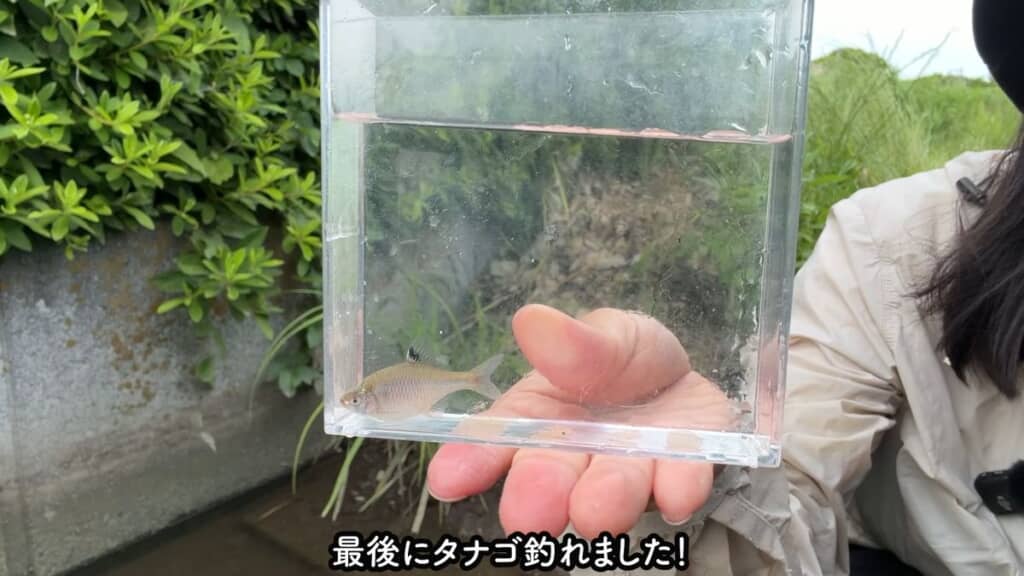 投稿者が釣ったタナゴ