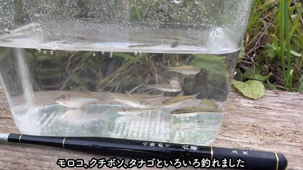 水槽内で泳ぐモロコやクチボソ、タナゴ