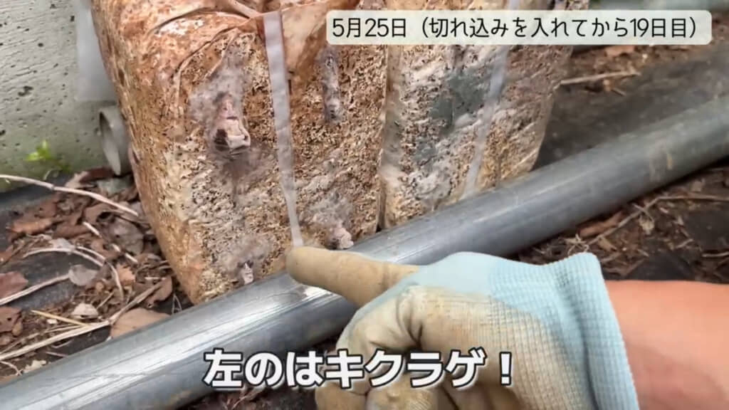 キクラゲの赤ちゃんが出てきているのは確認できました