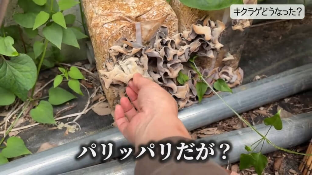 たくさん出てきたものの、ほとんどがパリパリな質感でした（※画像右側のキクラゲが発生していない箇所は、カビてしまった部分）