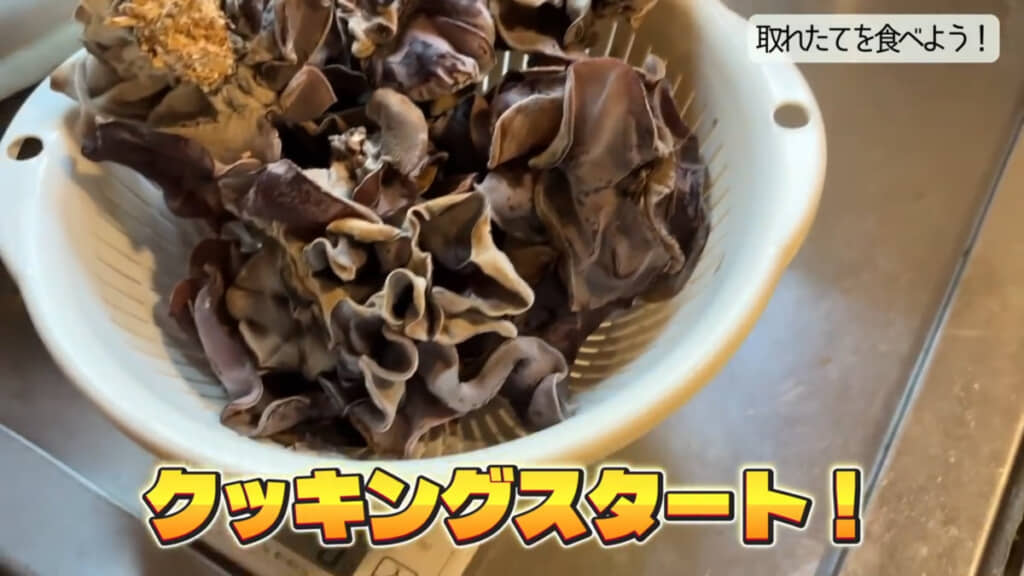 採れたてのアラゲキクラゲ