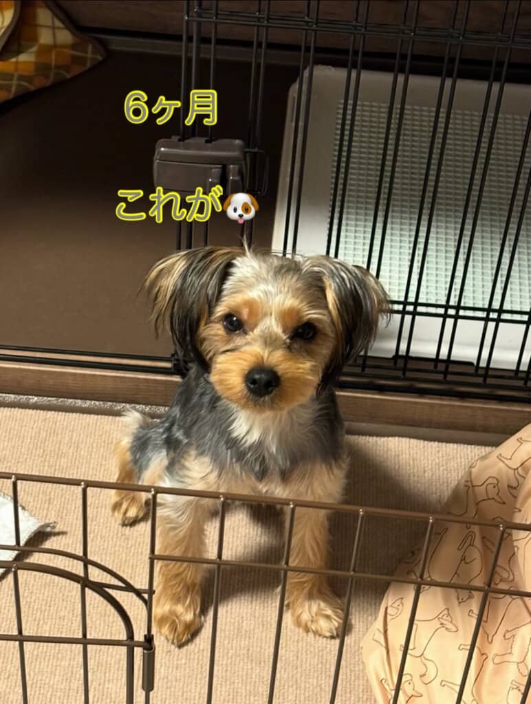 生後6カ月のときの空くん