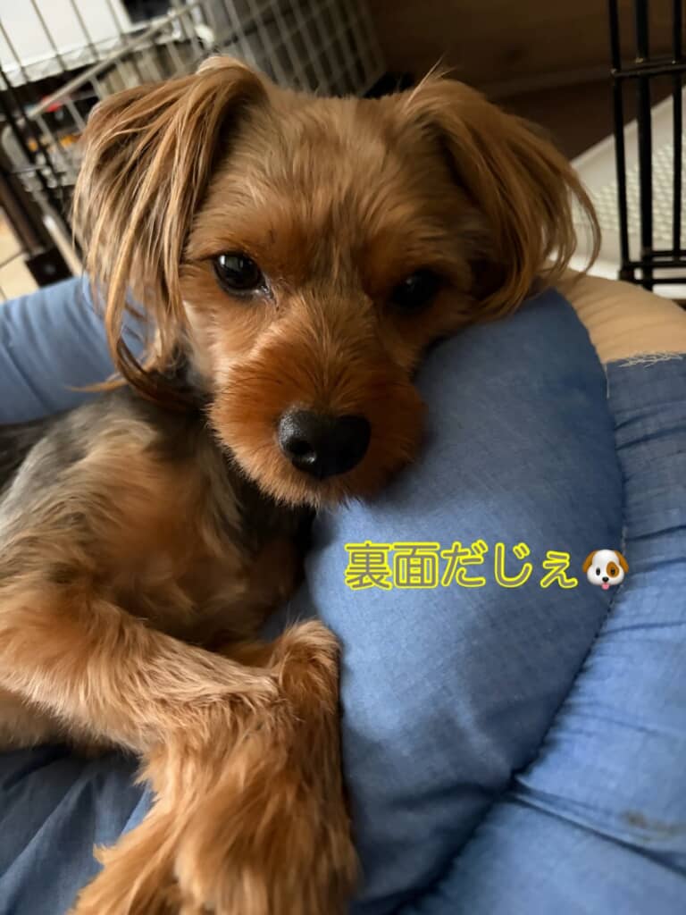 ベッドは裏面で使うのがお気に入り