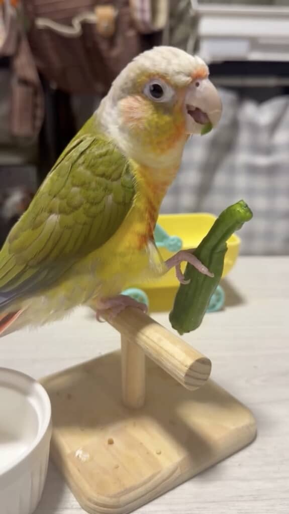 片足でししとうをつかんで器用に食べるよもぎちゃん
