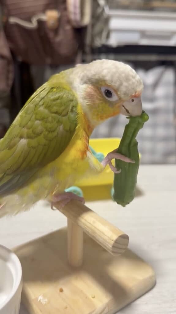 おいしそうにししとうを食べています