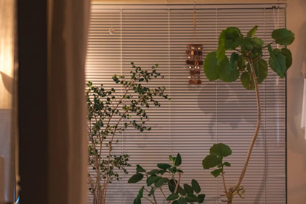 ベンジャミンバロックやフィカス系の植物たち