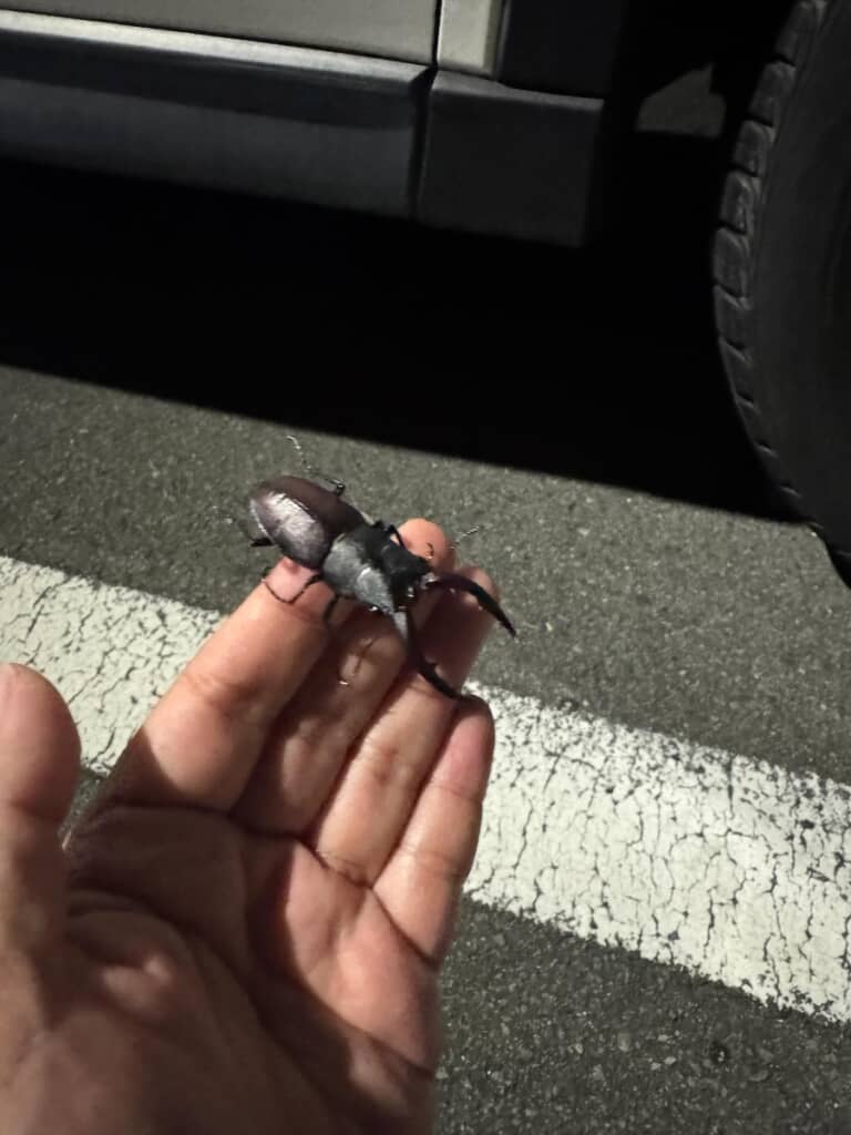 なんと、クワガタムシでした