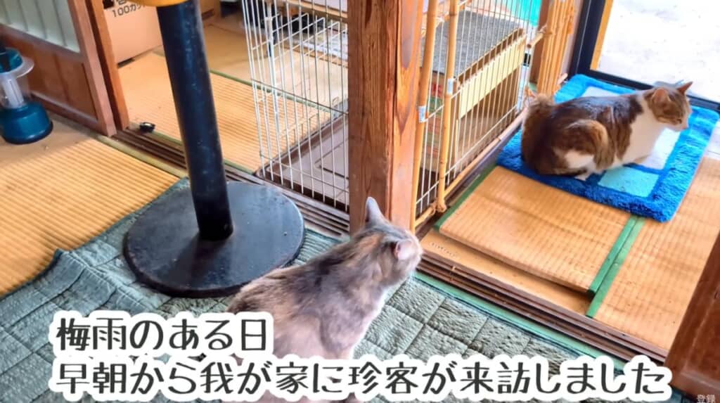 いつもと違う朝