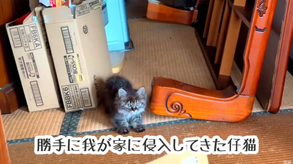 深夜の豪雨から逃れるため、お家に侵入してきたようです