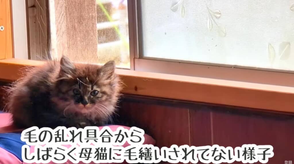 毛の乱れ具合からしばらく母猫に毛繕いされていない様子