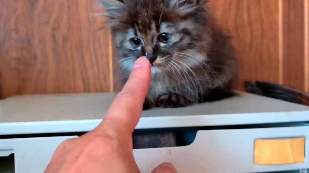 家主さんと子猫の距離は縮んだかな？
