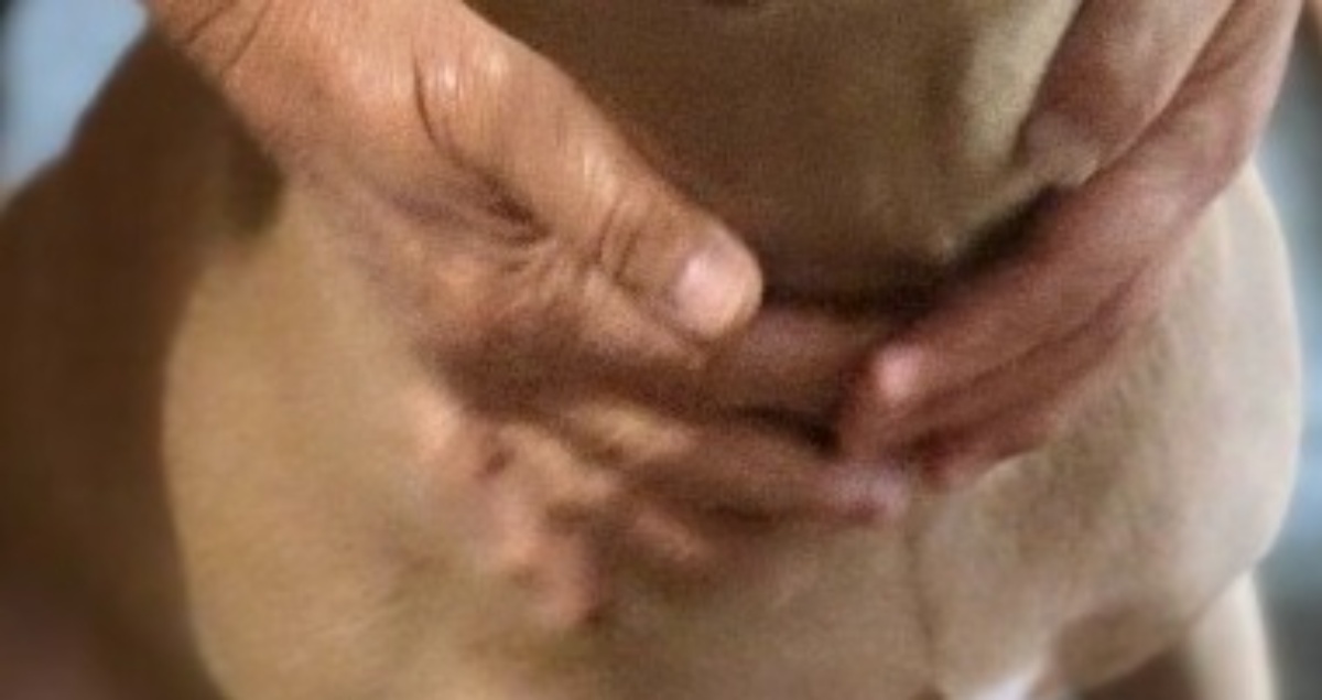 デカい闘犬が“大泣き”する姿に「情けない顔」「とんでもなく可愛いな」　見たことないギャップに「イメージ崩れましたww」（1/3） | 犬 ねとらぼ