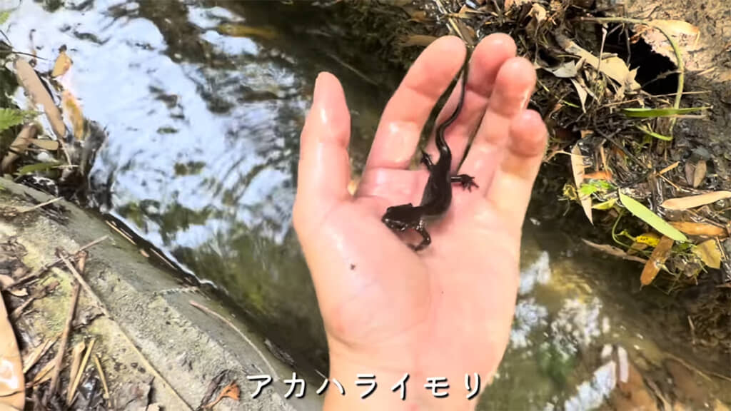 まずはアカハライモリを発見!