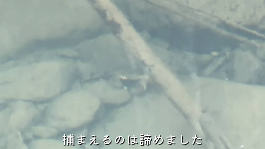 モクズガニもいました