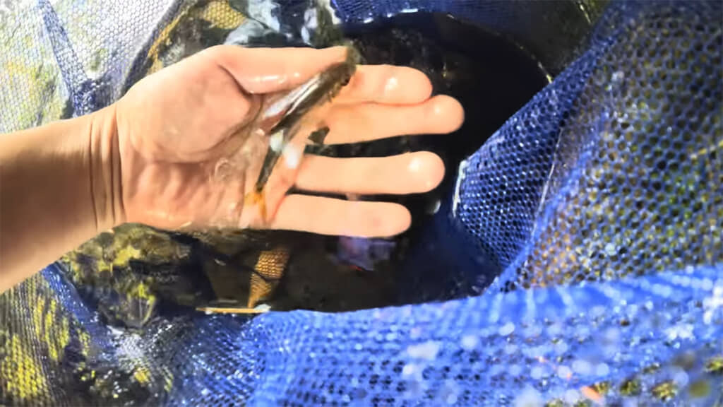 ようやく魚を捕獲、中サイズのカワムツでした