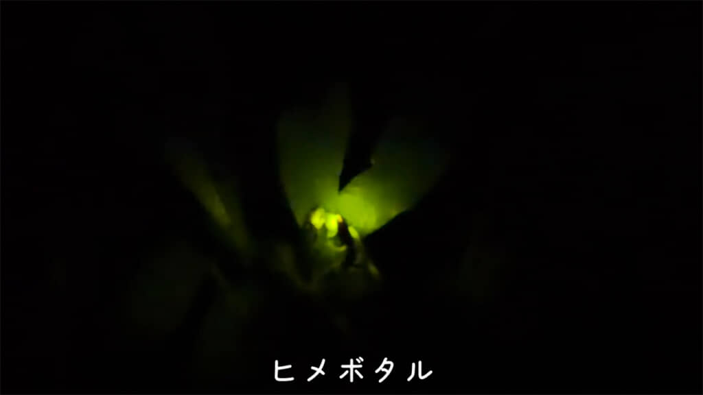 点滅するように光るヒメボタル