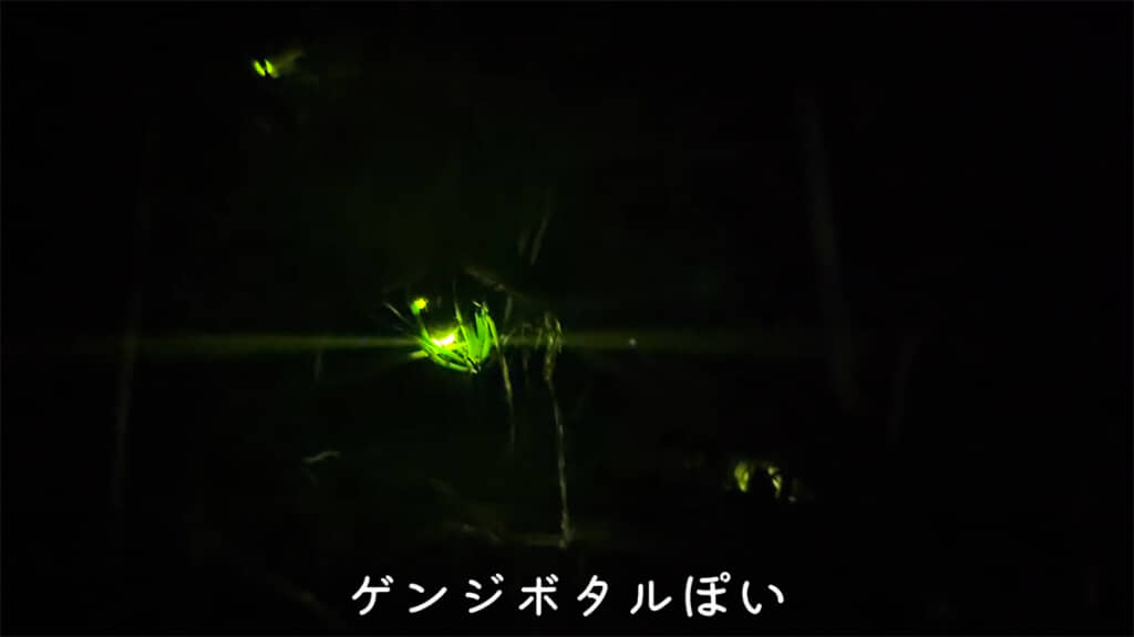 ゲンジボタルらしいホタルも発見