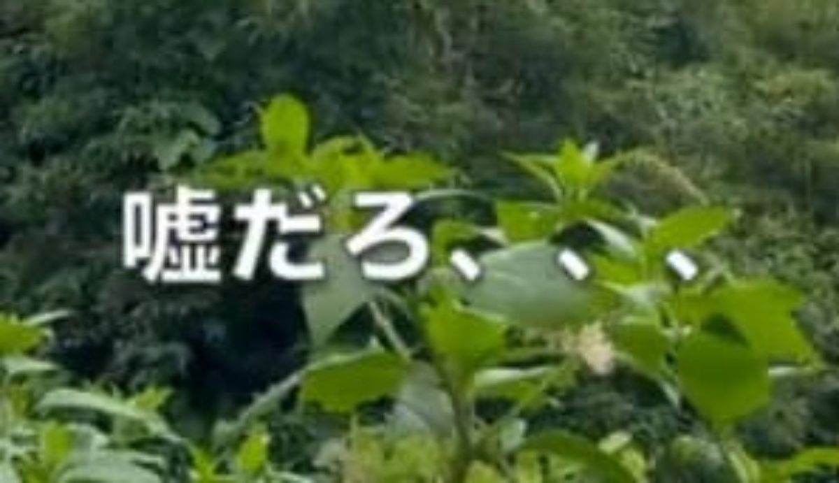 男性が草刈りをしていたら……「控えめに言って最悪」　もはや笑えない“非常事態”に「ホラー映画のよう」「ビックリです」（1/3） | ライフスタイル ねとらぼ
