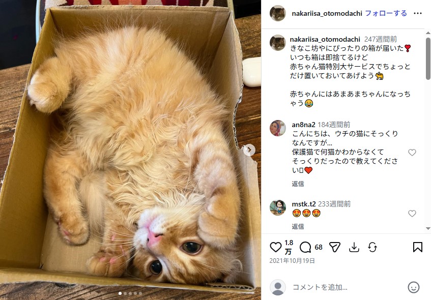 仲里依紗の愛猫・きなこ