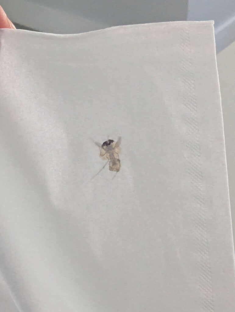 押しつぶされた虫