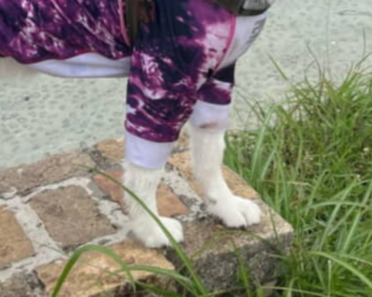 ドッグランで“浮気”した飼い主→愛犬をふと見ると…… 背筋の凍る姿に「いじらしい」「ほんま好き」「ヤキモチかわいい」(1/3) | 犬 ねとらぼ