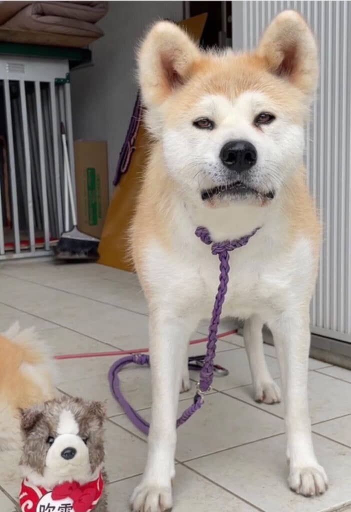 なんだか渋い!
