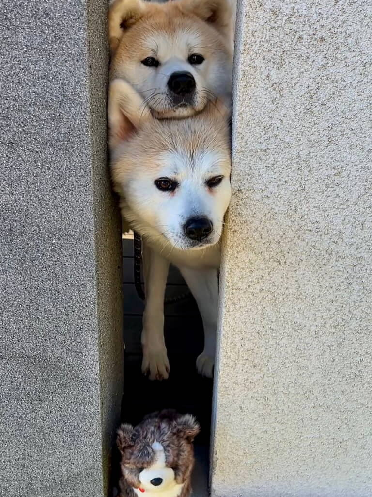 むぎゅむぎゅ