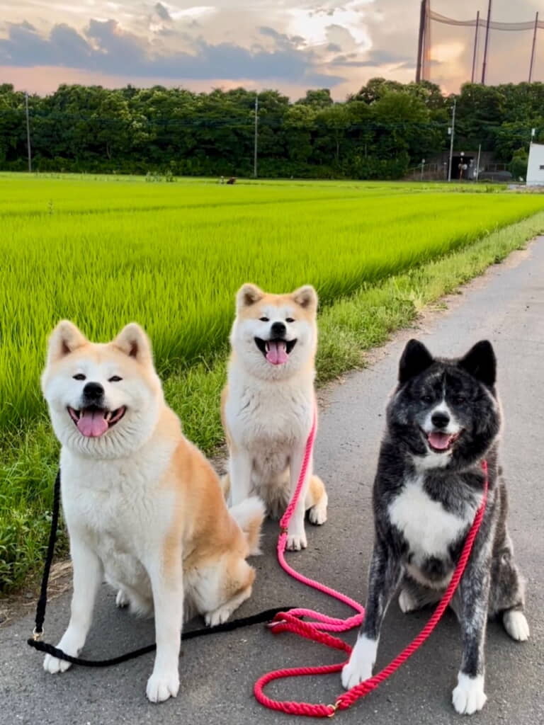 4年前のあの日見た夕方と