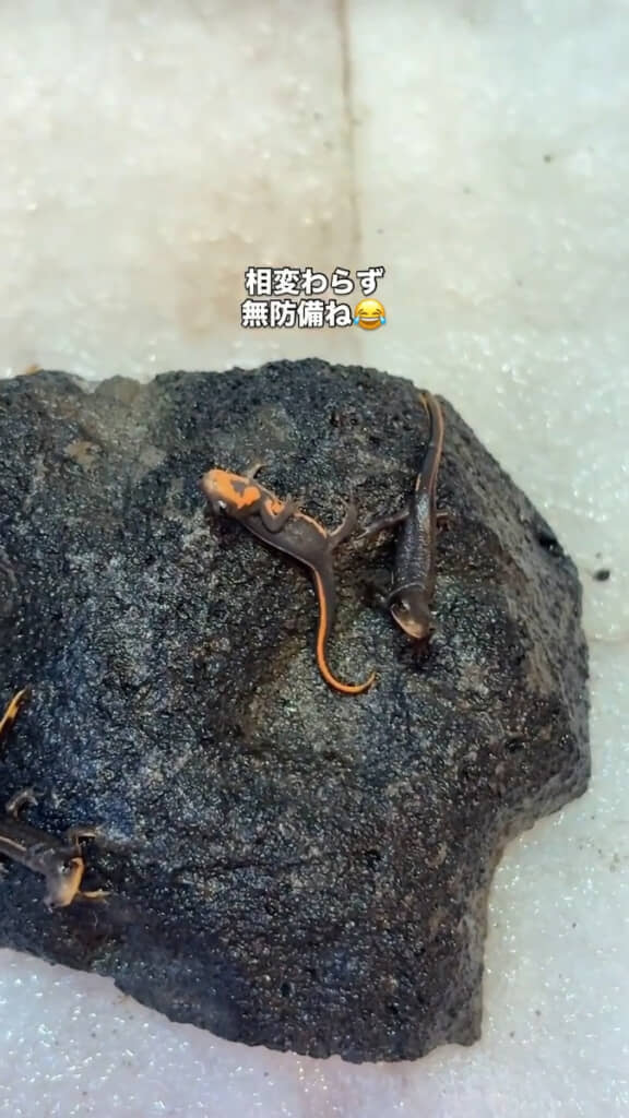 岩の上で無防備にくつろぐアカハライモリのベビーたち