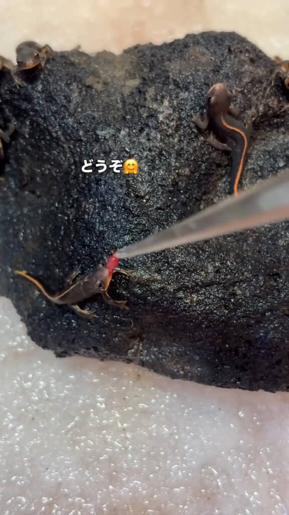 ピンセットで赤虫を近づけるとパクッ