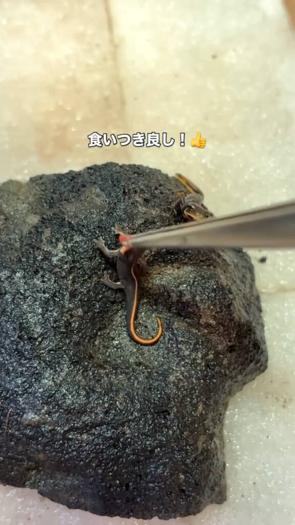 真上を向いてパクッ