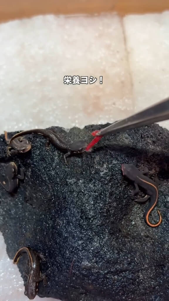 引っ張るようにパクッ
