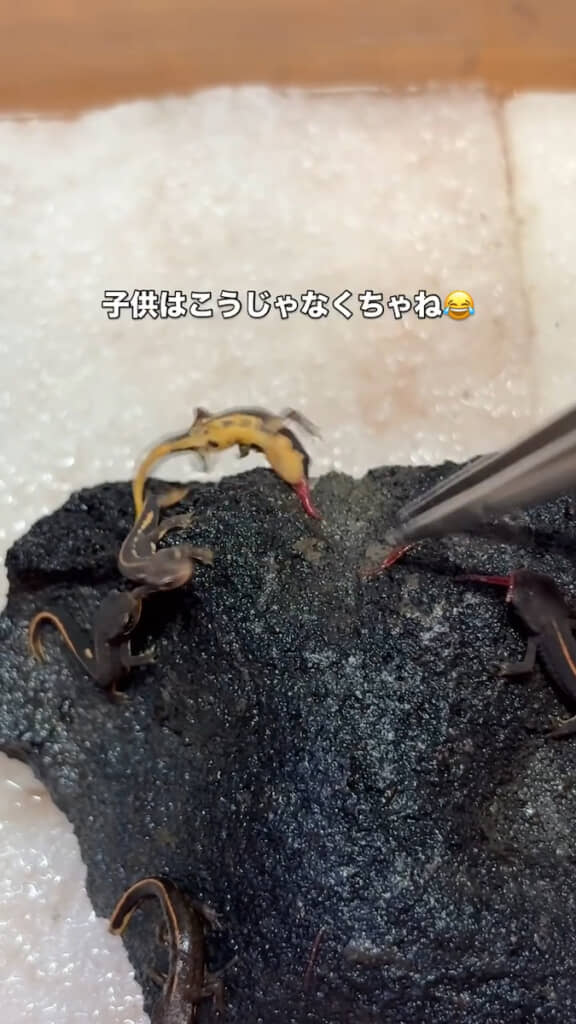 勢い余ってローリング吹っ飛び