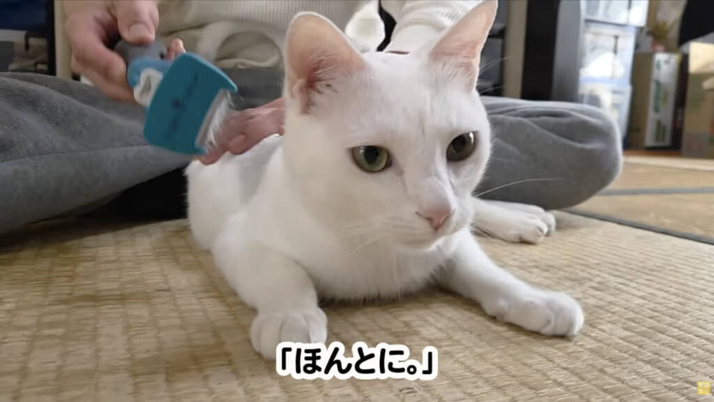 ブラッシングの時間です