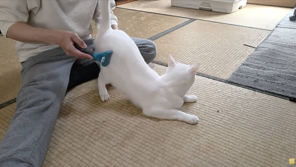 もっとやってほしそうにお尻でアピール