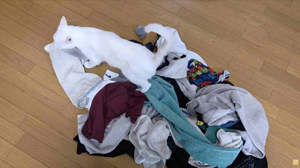 洗濯物の上をウロウロ……