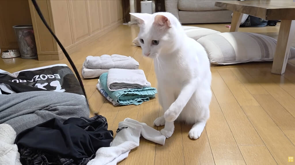 紐で遊んでもらいます