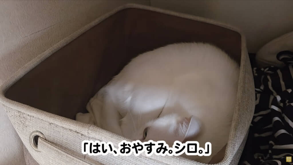 箱の中でおやすみなさい