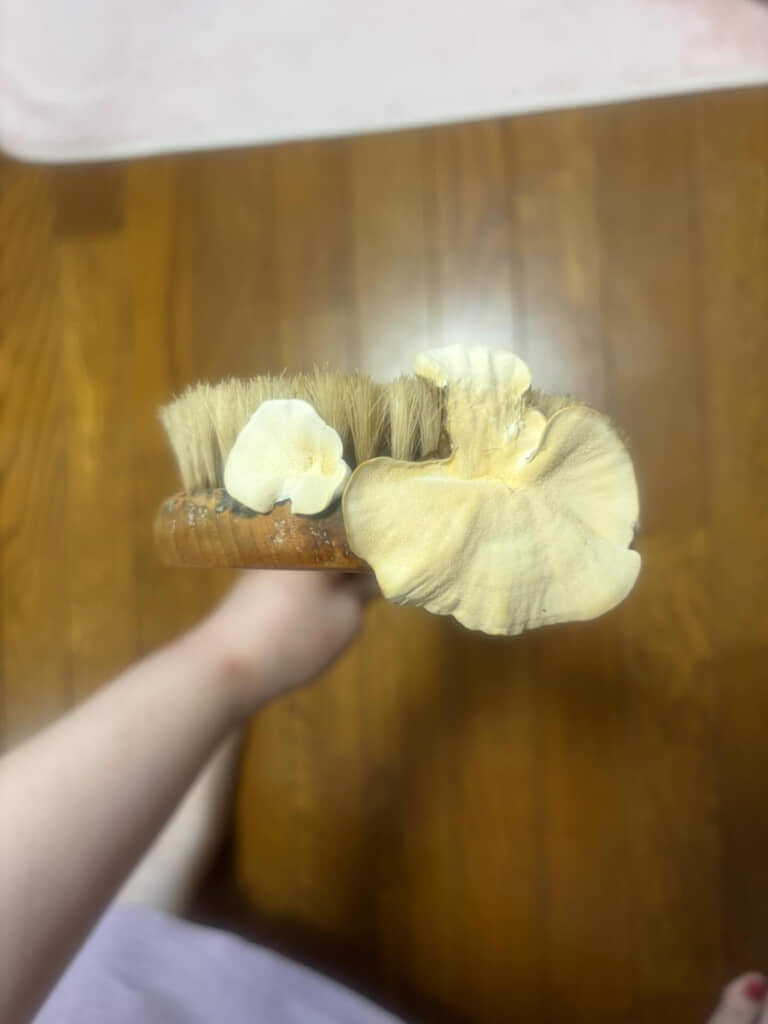 ブラシの毛の根本あたりから生えているように見える