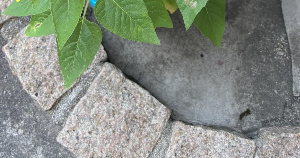 幼稚園児の息子が「枝豆」と持ち帰った苗→育ててみたら……「おやまぁ」 “驚きの光景”に「夏だーって感じ」(1/2) | 育児 ねとらぼ