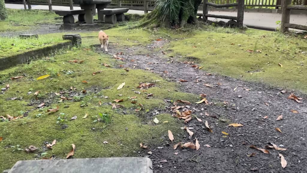 散歩中に出会ったかわいい猫