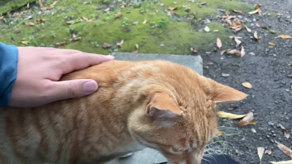 散歩中に出会ったかわいい猫