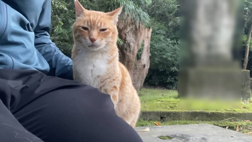 散歩中に出会ったかわいい猫