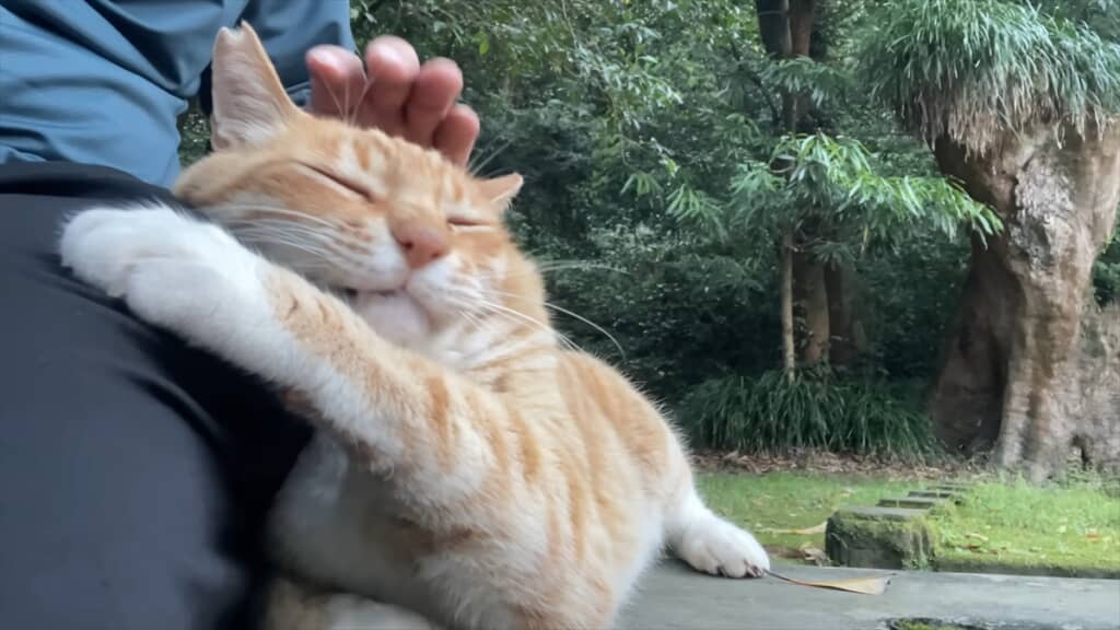 散歩中に出会ったかわいい猫
