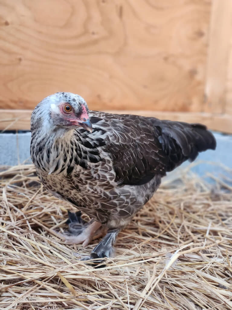 飼っているアメリカ原産のニワトリの品種「ブラマ」