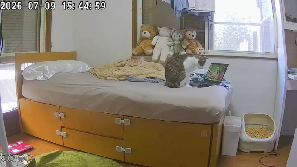 まじめな顔でPCに向かう琥珀くん