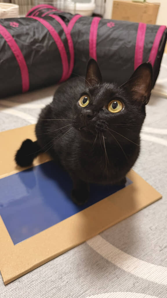 青いシートの上に座る猫ちゃん