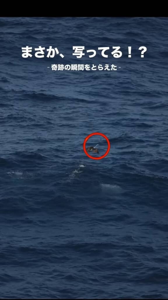 赤い丸で囲んだ部分が拡大していく