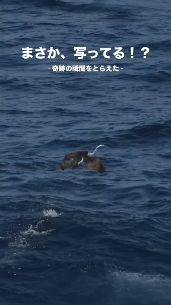 白くて細長いものをくわえている鳥