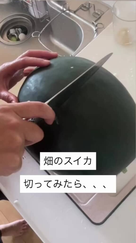 収穫してきたスイカ